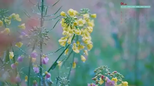 彩色油菜花2021年4月日历,月历壁纸-回车桌面