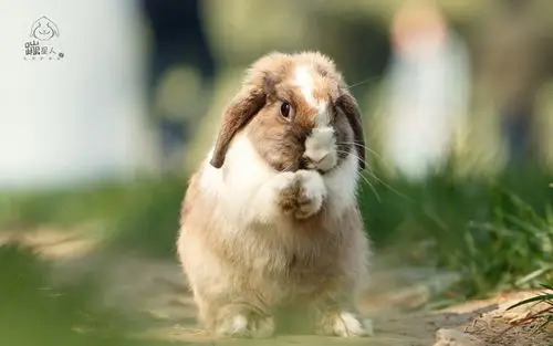 呆萌可爱的兔子图片桌面壁纸-动物壁纸-壁纸下载-美桌网