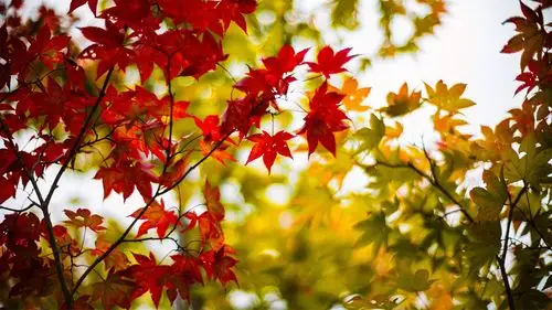 唯美的秋色美景自然风光高清电脑桌面主题壁纸图片(十一)