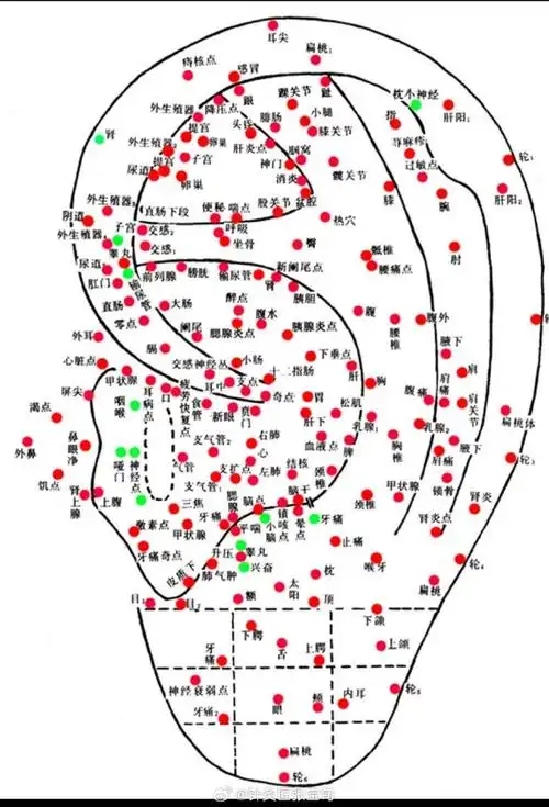 揉耳窩能够温养内脏.