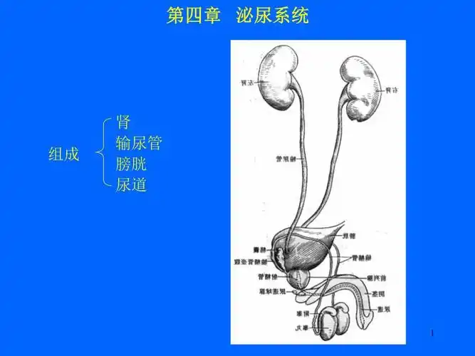 6泌尿系统-人体结构学解析.ppt