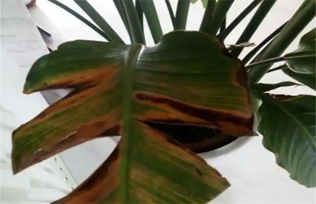 鹤望兰叶子开裂怎么回事