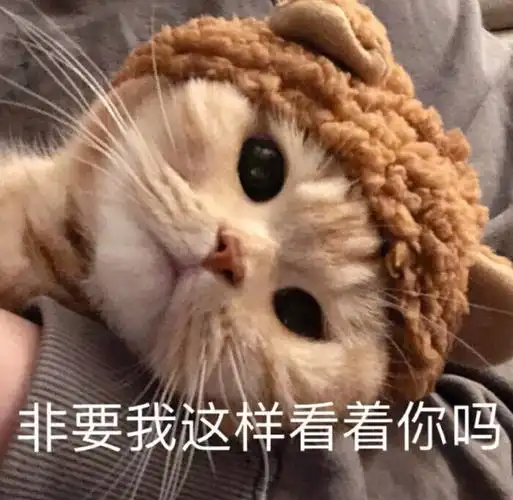 表情包 #我最爱的表情包  #猫咪  #表情包分享  #可爱表情包
