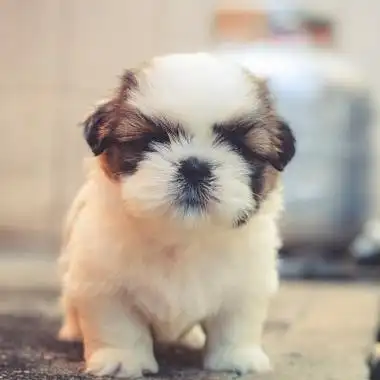 乖巧呆萌的狗狗图片头像大全,可爱头像图片