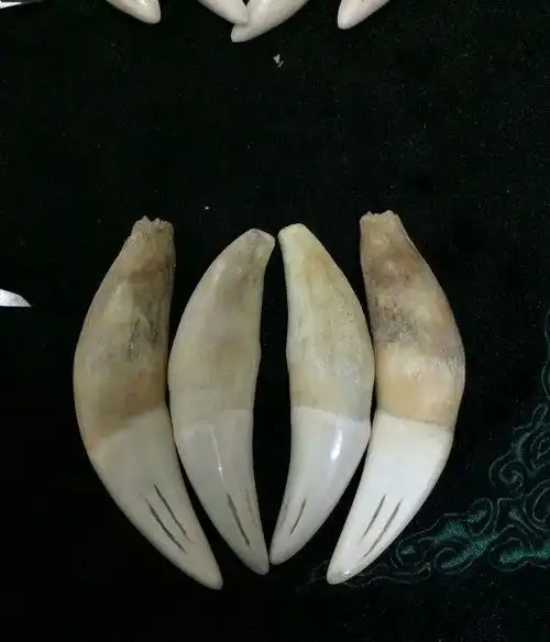 虎牙怎么分辨真假你需要学习了