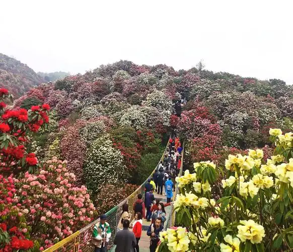 当好毕节旅游"推荐官"  诚邀广大游客"上春山"——访"百里杜鹃管理区
