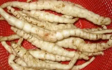 地笋晒干后可以泡水喝吗