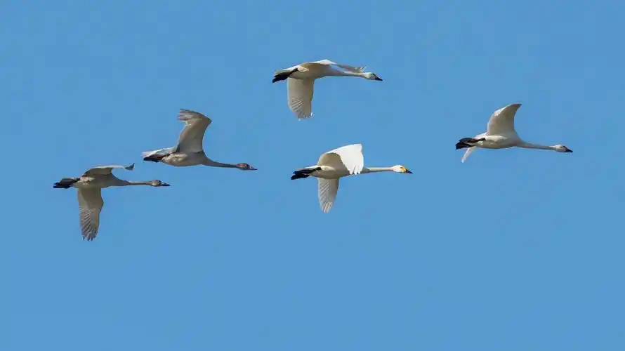 30多只国家二级保护动物小天鹅飞临福建霞浦