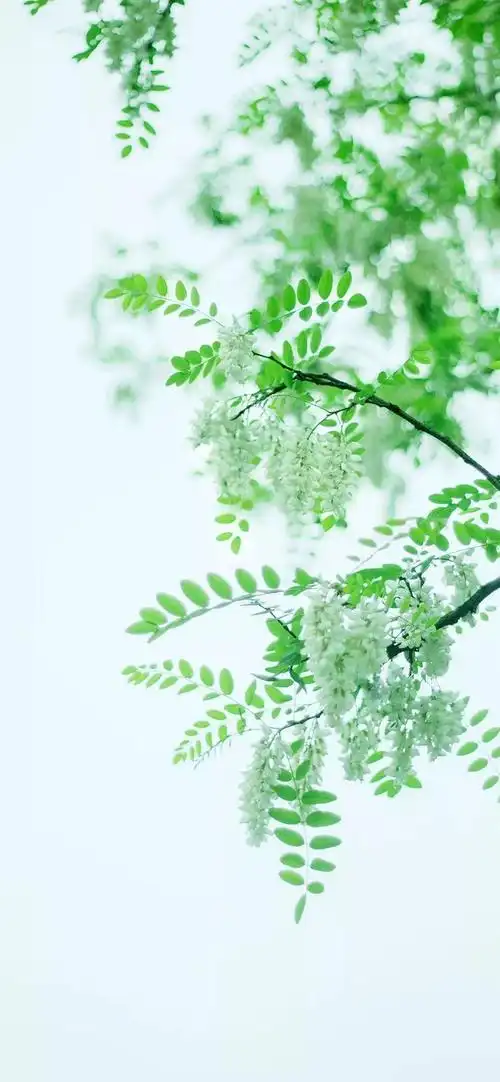 有什么保护眼睛的手机壁纸求推荐