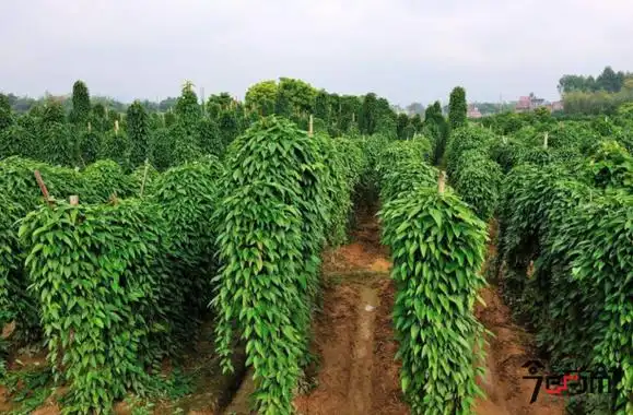 淮山种植技术与种植图片