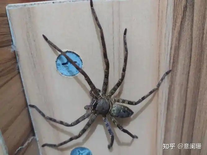 有什么方法驱赶家里的大蜘蛛?
