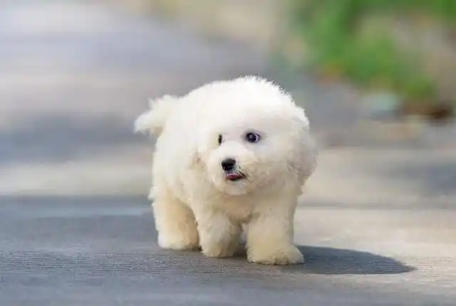 盘点最流行的6大宠物狗,最后一种多人养,看看有没有你家汪!