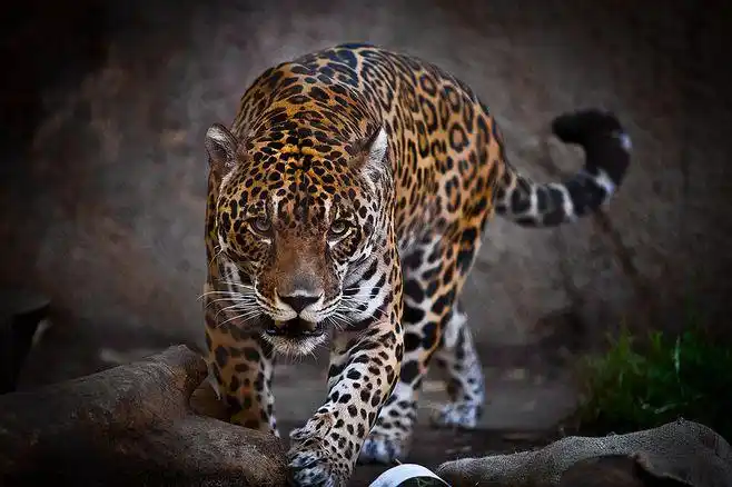 jaguar | flickr - photo sharing!