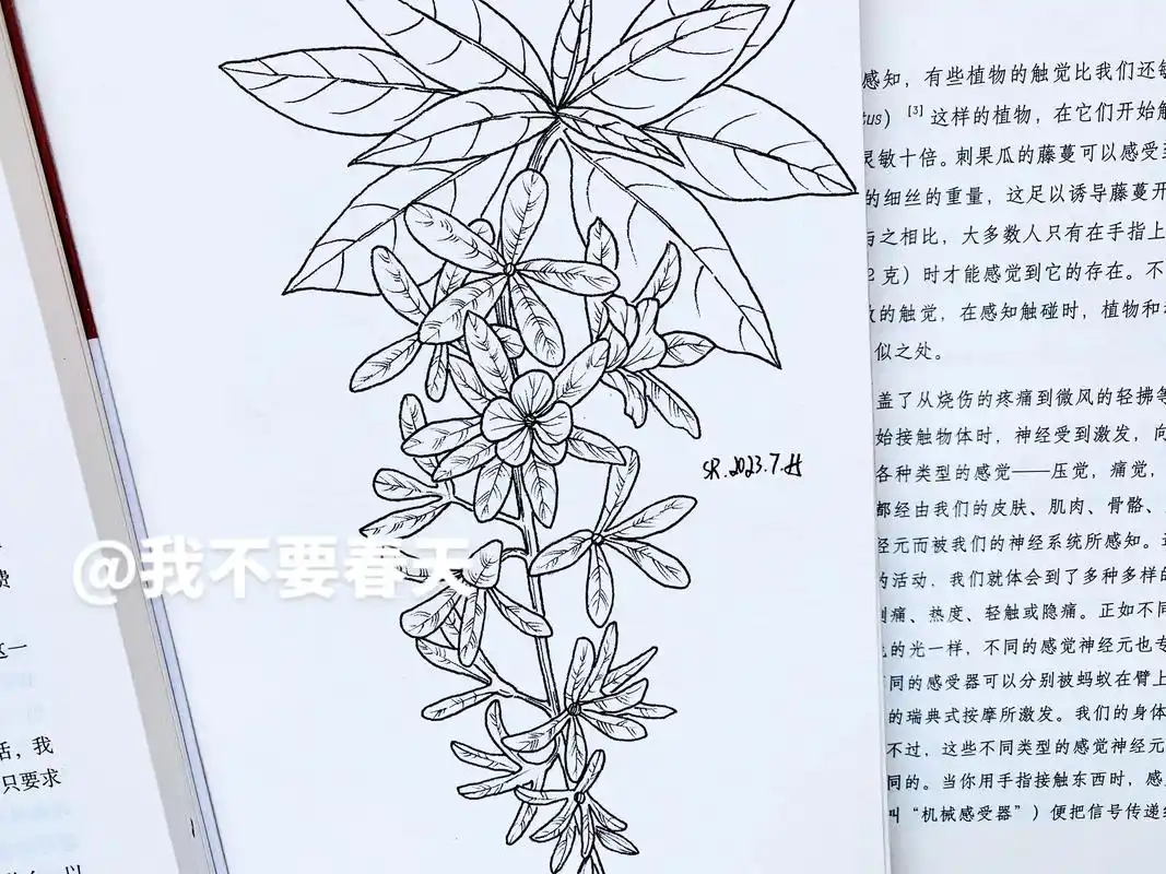 "蓝花向紫,藤萝紧缠"#蓝花藤 #我不要春天的原创植物线描  - 抖音