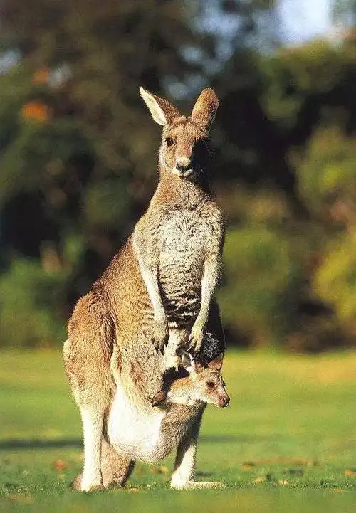 考拉吃屎长大,袋鼠竟是这样清理育儿袋的.