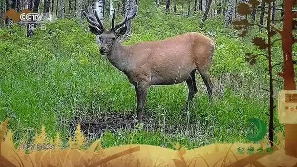 在水坑里撒欢儿的马鹿_新浪新闻