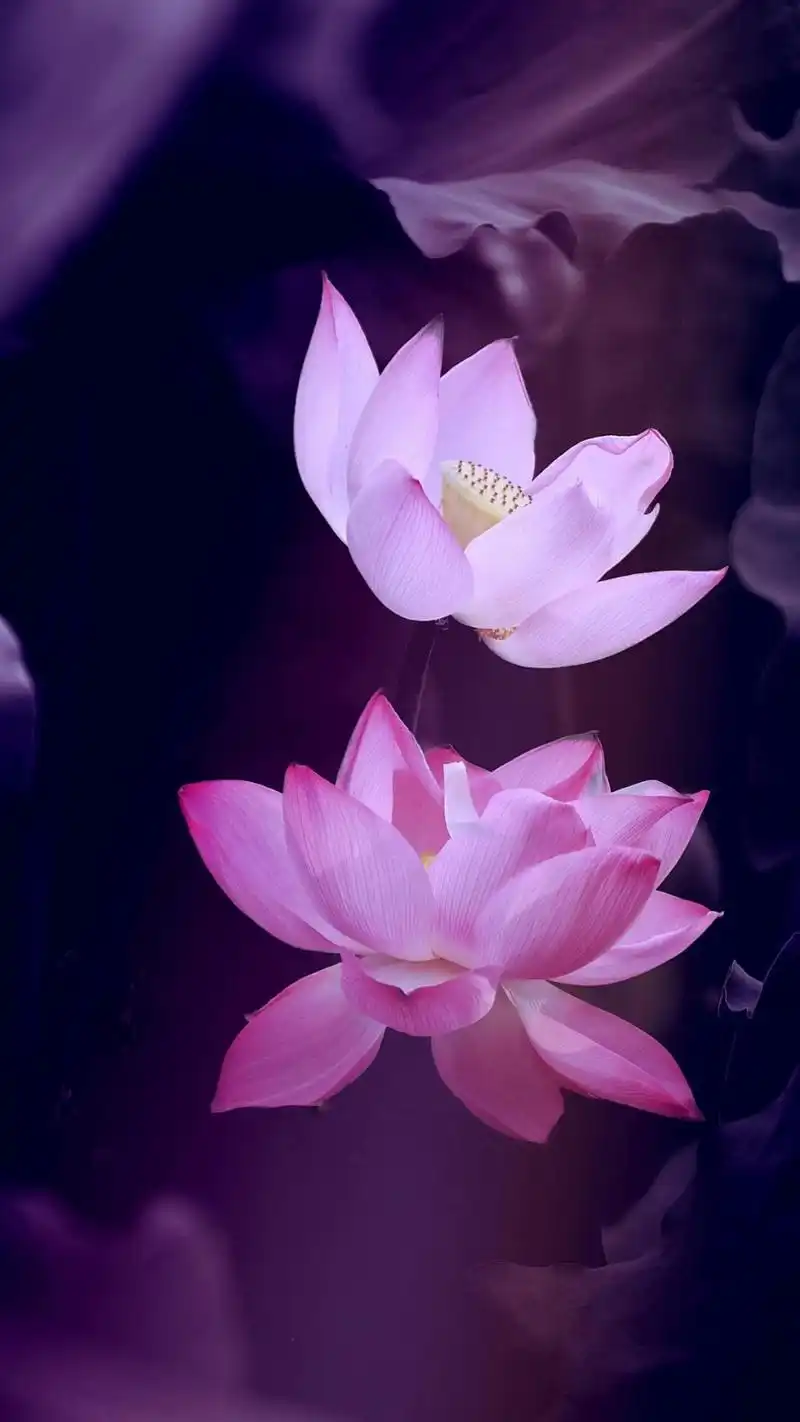 静心图片禅意莲花