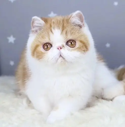 加菲猫 - 宠物花鸟市场 - 得意生活-武汉生活消费社区