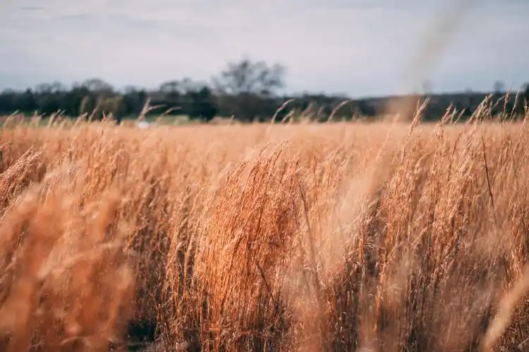 秋季的稻田图片1280x720分辨率下载,秋季的稻田图片,图片,壁纸,自然