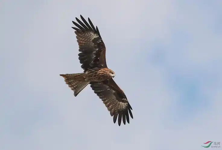 展翅雄鹰