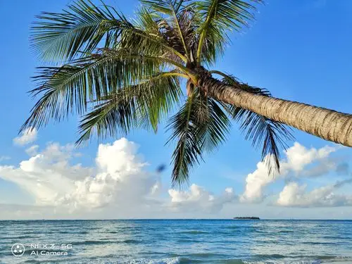 椰树,大海,这就是塞班!