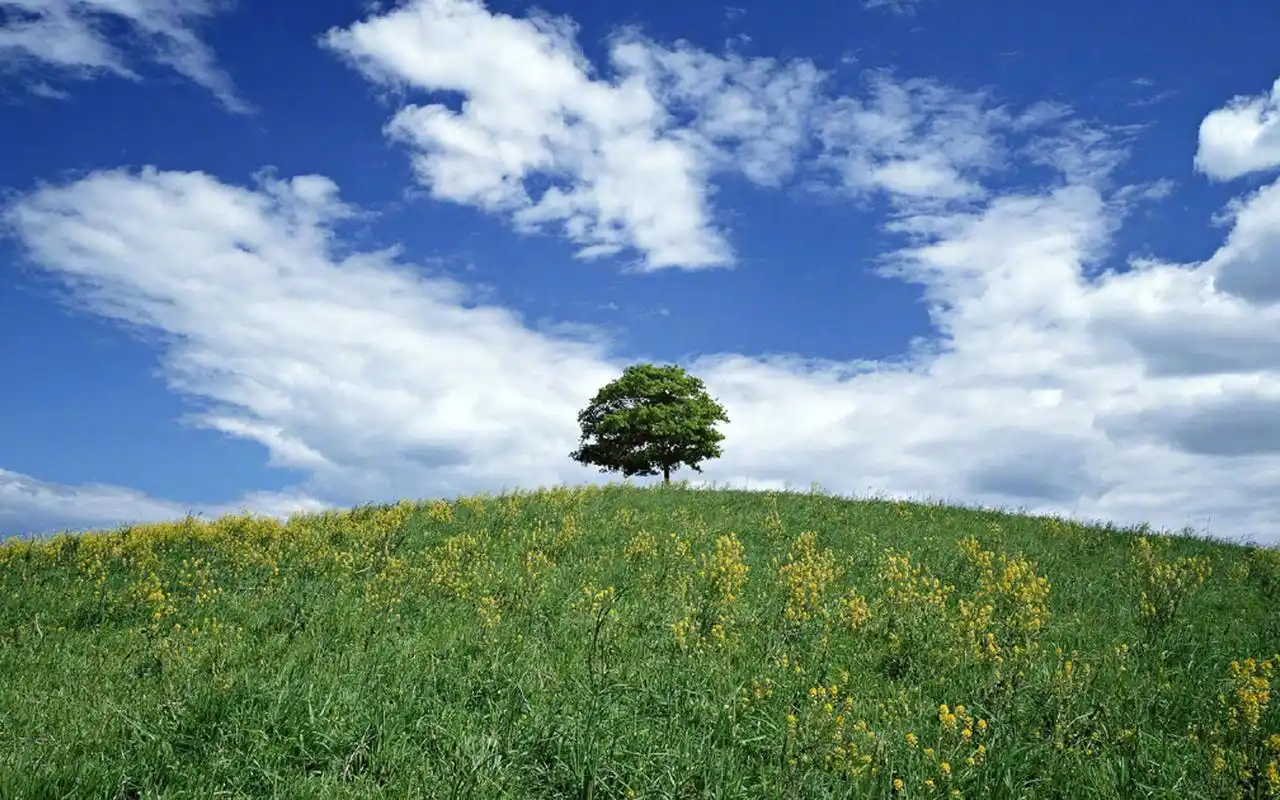 绿色草原高清风景图片桌面壁纸