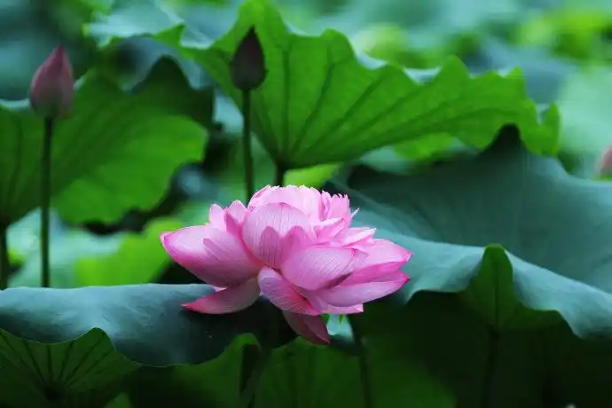 [转载]竞相绽放的东林莲花