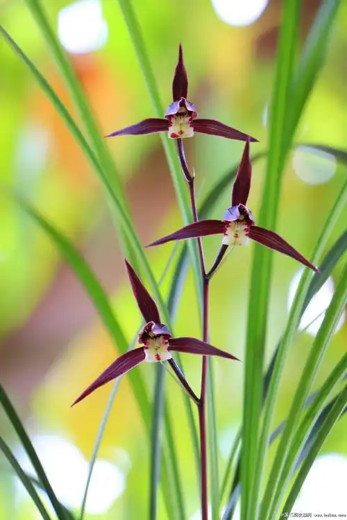 灯芯紫杆紫花·细叶寒兰-寒兰篇-中国兰花交易网社区