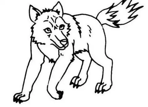 儿童关于狼的简笔画图片