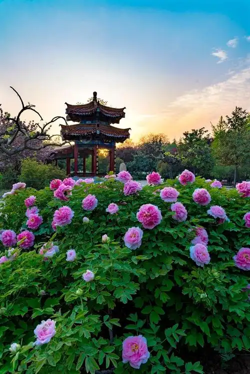 尚品运城往返唐风夜宴赏洛阳牡丹国航直飞0购物0自费河南洛阳牡丹花