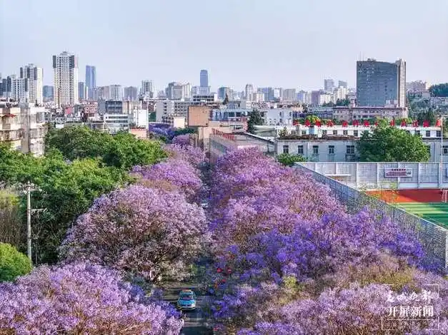 开屏策划|邂逅紫色昆明!蓝花楹赏花宝典,请查收!