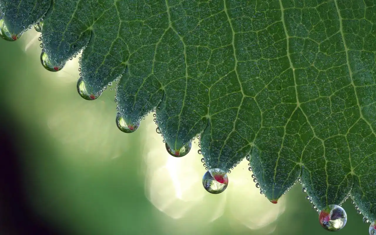 精选绿叶水滴绿色护眼桌面壁纸下载第二辑