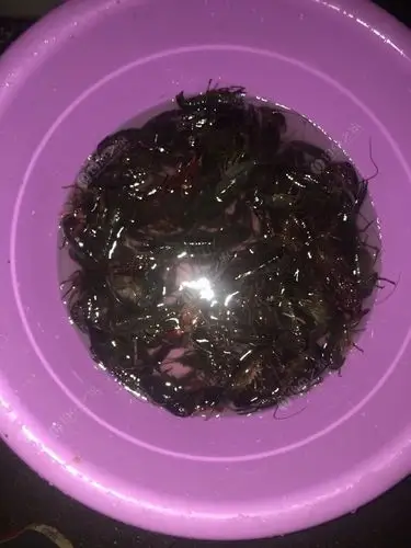 晚上夜钓口不好,果断和朋友去搞龙虾,收获满满!