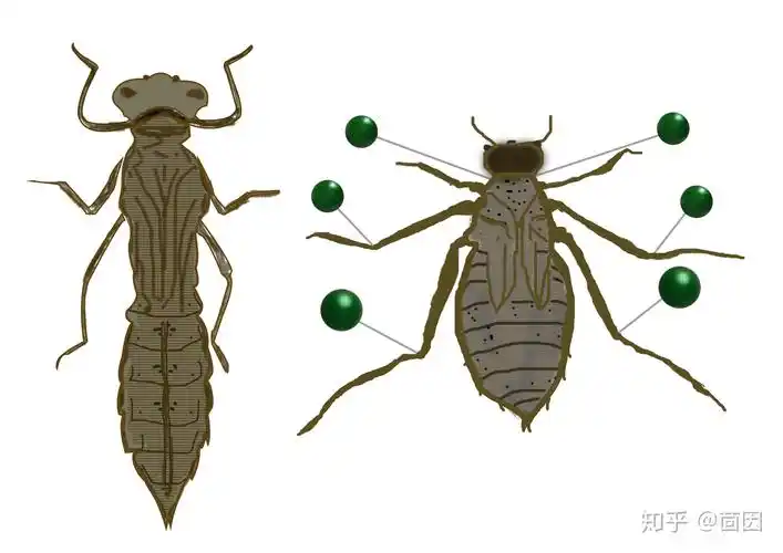 蜻蜓娘—— - 知乎