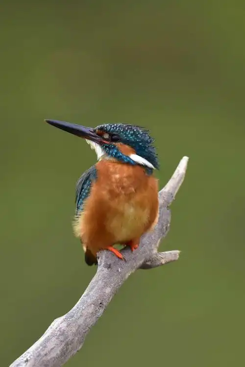 绅士—————翠鸟