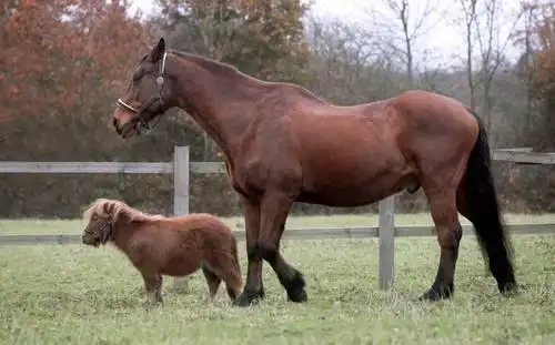 我打赌你一定不知道有些动物是多么的渺小,简直就是迷你版!