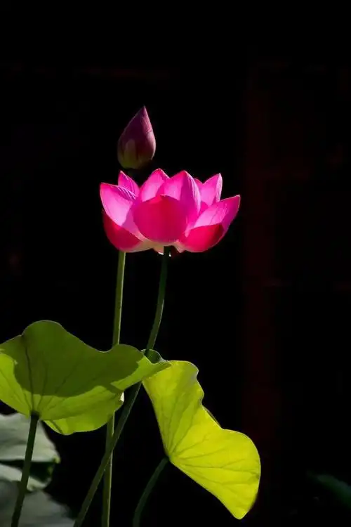 如何拍出黑色背景的荷花,让荷花看起来高雅宁静