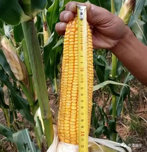 不花粒,不秃尖,稳产,高产的玉米种