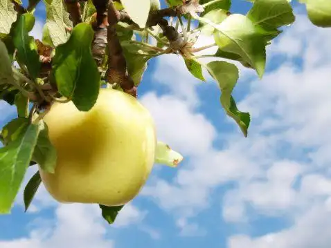 食品,农业,自然,户外,水果_117281927_apple tree_创意图片_getty