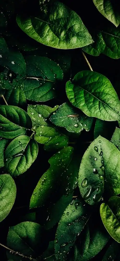 最新超清护眼手机壁纸(100张绿色护眼手机壁纸)(47)