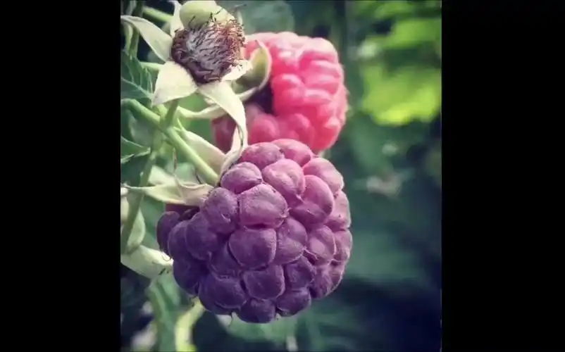 【魔法阳台#6】紫树莓扦插成活小经验,简单易学让你