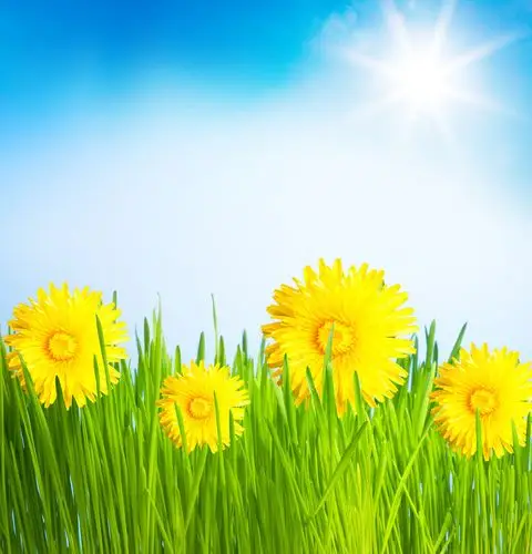 蒲公英,春天,草坪,鲜明,漂亮,阳光