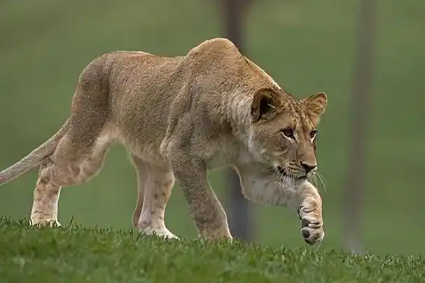 2007年江苏男子走进狮园,被狮子一路跟随,一小时后惨遭母狮撕碎