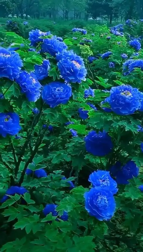 蓝色的牡丹花,我是第一次看到过,你呢?