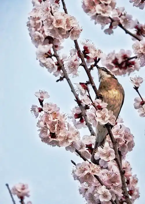 写美篇鸟语花香是一个成语:意思是鸟唱着歌儿,花飘着清香,形容大自然