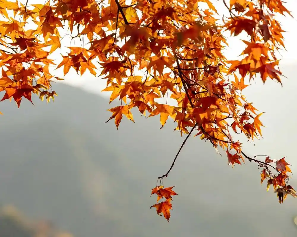 秋染太行.#一起来拍秋天 #唯美意境 #红叶93 #山间美景 - 抖音