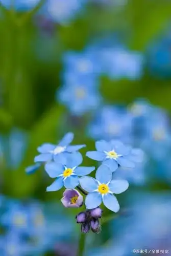 蓝色的勿忘我"绿阴生昼静,孤花表春馀"——唐代:韦应物