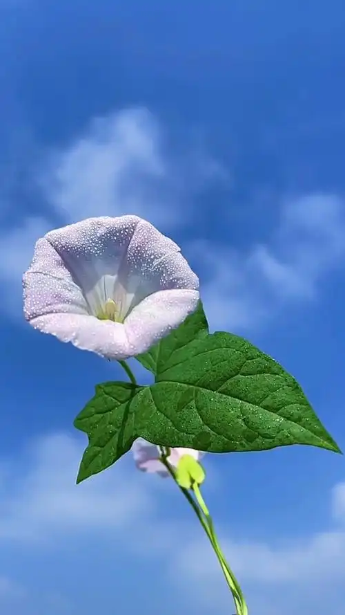 感受一下大自然馈赠的美好,将灵魂暂时寄放于花草中,让身心放松.