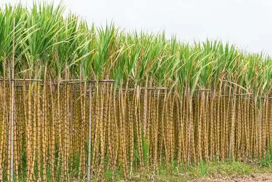 甘蔗林图片