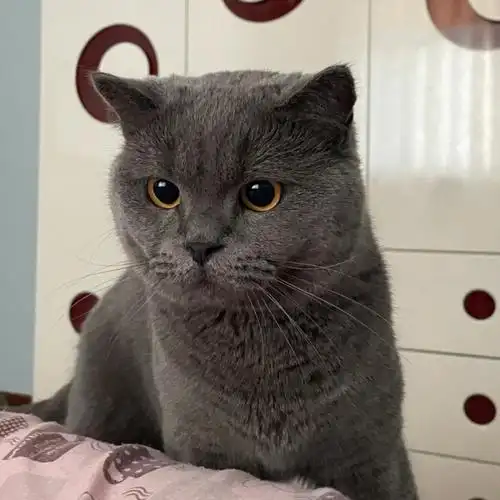 挑战最清秀成年蓝猫